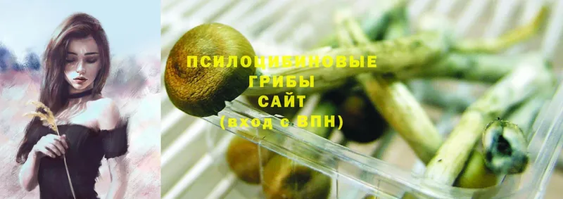 Галлюциногенные грибы Psilocybe  Владивосток 